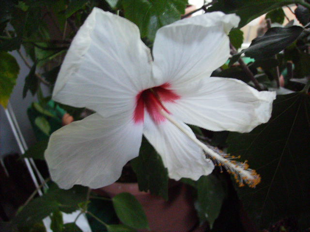 hibiscus - flori de noiembrie 2011