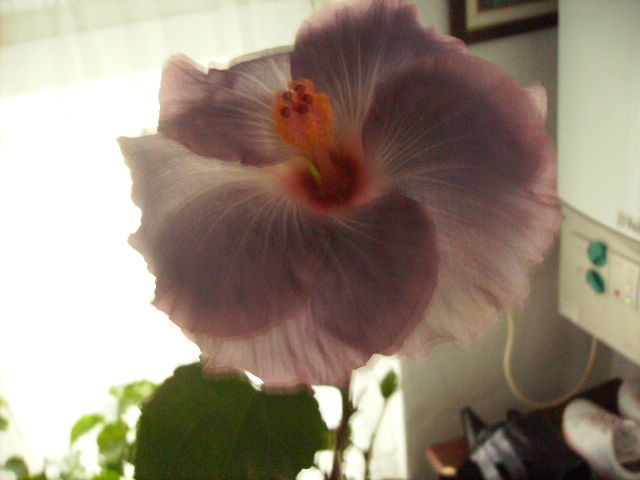 hibiscus - flori de noiembrie 2011