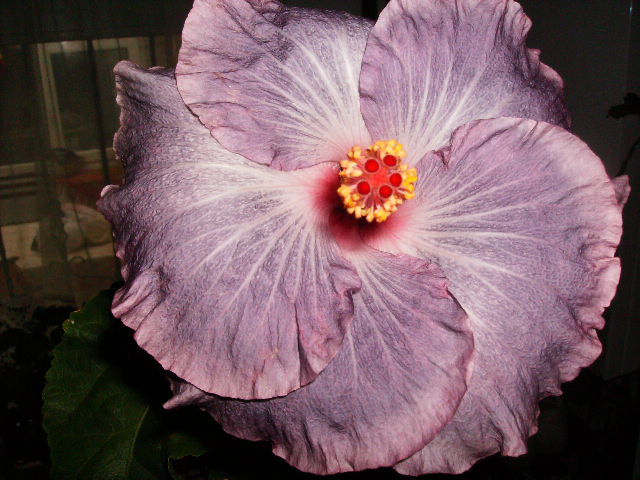 hibiscus - flori de noiembrie 2011