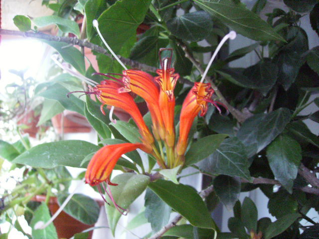 aeschinanthus