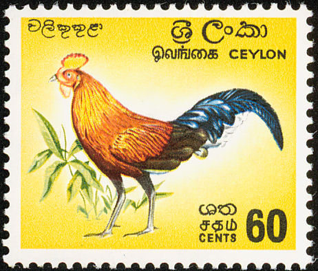 Ceylon - ceylon-G lafayettei