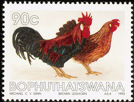 1 - red junglefowl-G gallus