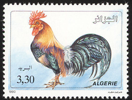 algeria - red junglefowl-G gallus