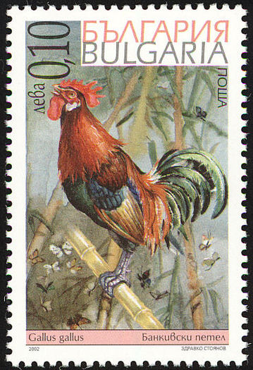 bulgaria - red junglefowl-G gallus