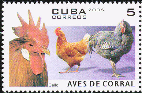 cuba 1 - red junglefowl-G gallus