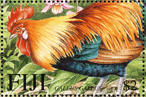 fiji 1 - red junglefowl-G gallus