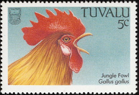  - red junglefowl-G gallus