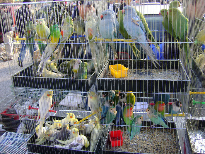 DSC06384 - Expo targ Veliko Tarnovo Bulgaria 19 noiembrie 2011