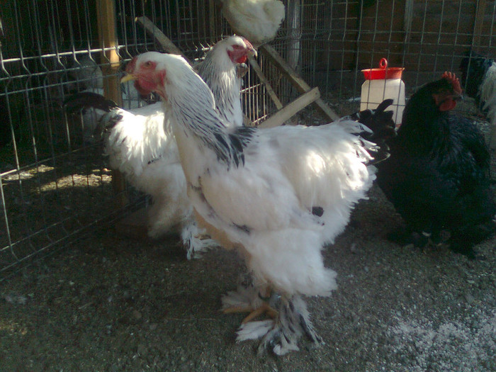 cocosi brahma herminat 2011 - gaini