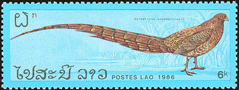 laos - copper-S soemmerringi