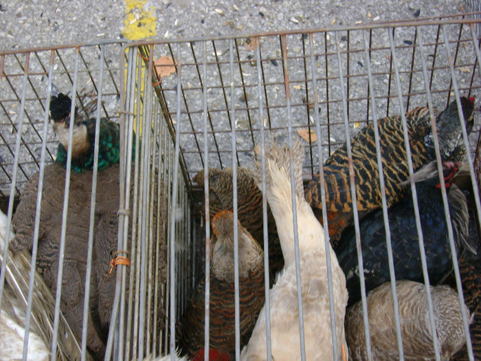 DSC06459 - Expo targ Veliko Tarnovo Bulgaria 19 noiembrie 2011