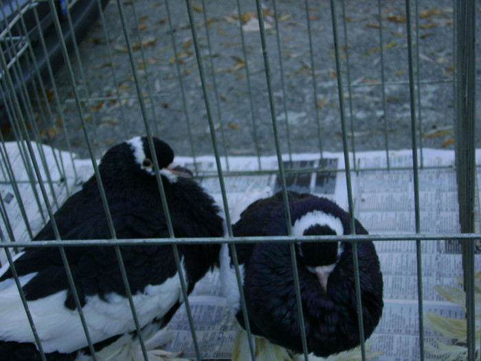 DSC06478 - Expo targ Veliko Tarnovo Bulgaria 19 noiembrie 2011