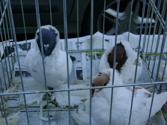 DSC06481 - Expo targ Veliko Tarnovo Bulgaria 19 noiembrie 2011