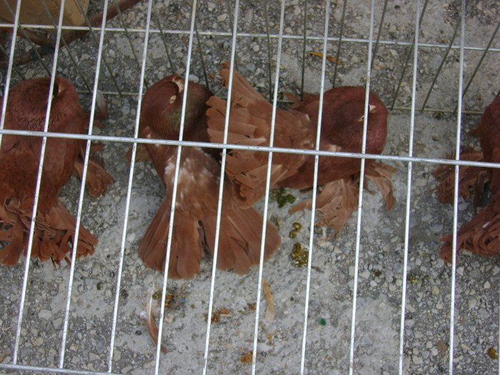 DSC06484 - Expo targ Veliko Tarnovo Bulgaria 19 noiembrie 2011