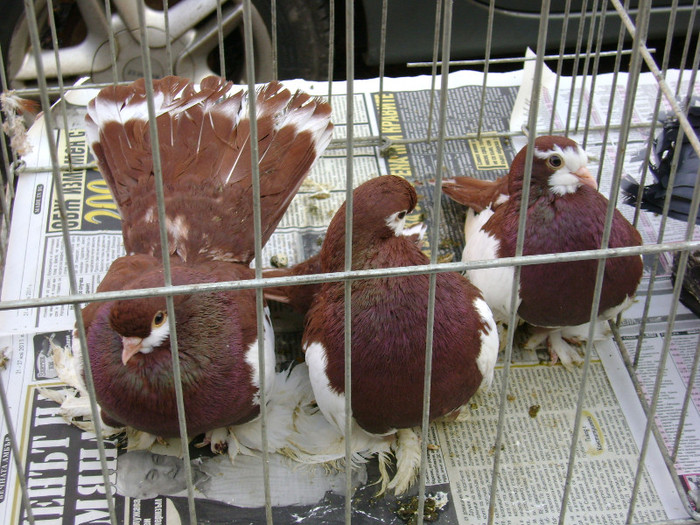 DSC06485 - Expo targ Veliko Tarnovo Bulgaria 19 noiembrie 2011