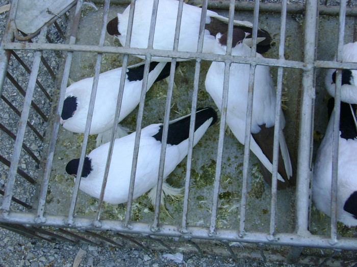 DSC06493 - Expo targ Veliko Tarnovo Bulgaria 19 noiembrie 2011