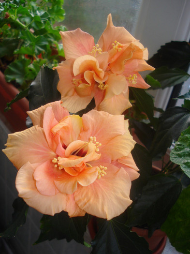 DSC01058 - HIBISCUS 2011