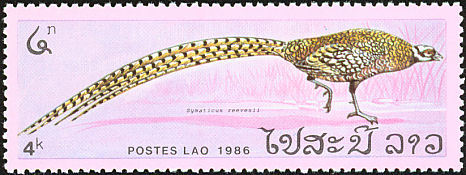 laos - reeve-S reevesii