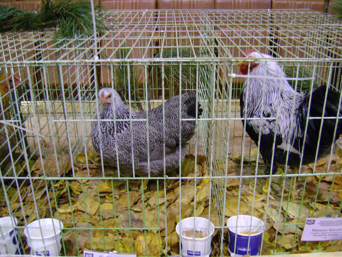 DSC06566 - Expo targ Veliko Tarnovo Bulgaria 19 noiembrie 2011