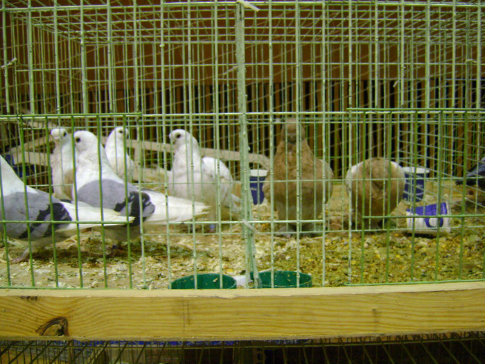 DSC06573 - Expo targ Veliko Tarnovo Bulgaria 19 noiembrie 2011