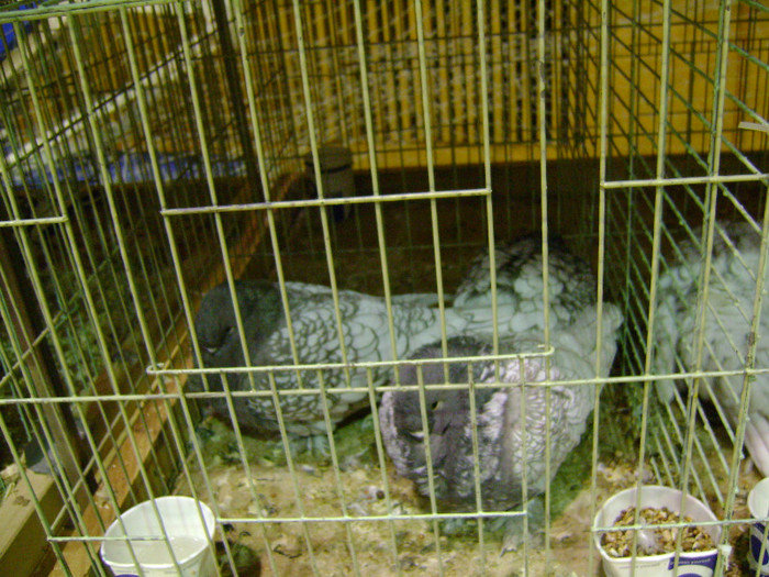 DSC06576 - Expo targ Veliko Tarnovo Bulgaria 19 noiembrie 2011