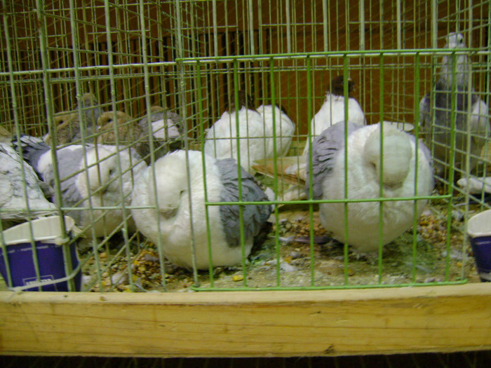 DSC06577 - Expo targ Veliko Tarnovo Bulgaria 19 noiembrie 2011