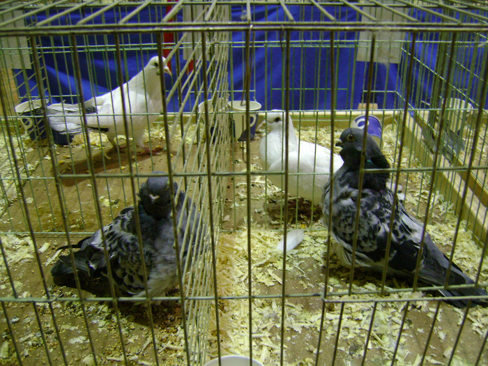DSC06584 - Expo targ Veliko Tarnovo Bulgaria 19 noiembrie 2011