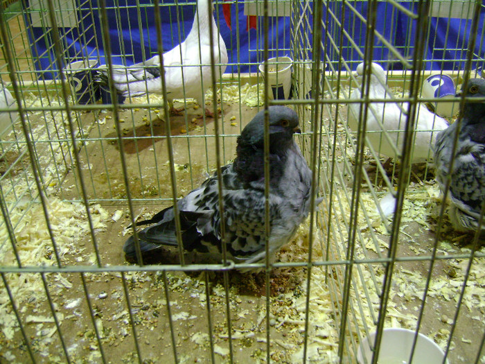 DSC06585 - Expo targ Veliko Tarnovo Bulgaria 19 noiembrie 2011