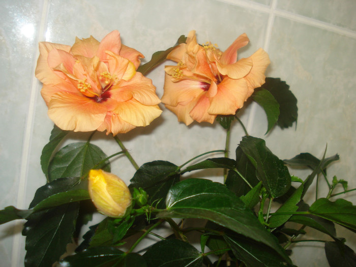 DSC01061 - HIBISCUS 2011