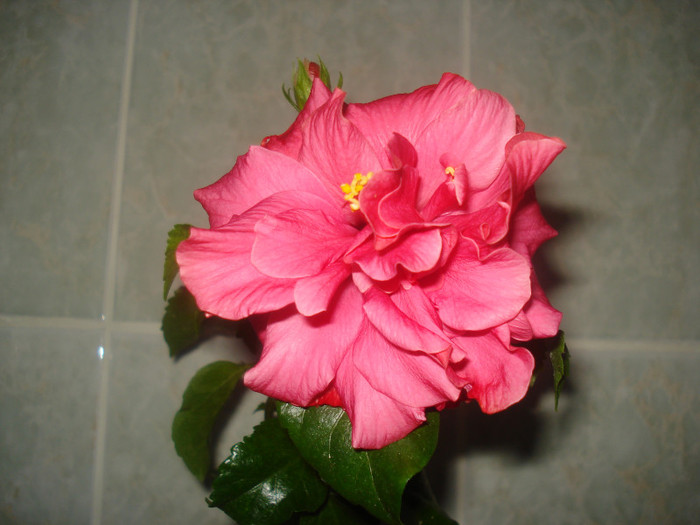 multumesc Corina ! - HIBISCUS 2011