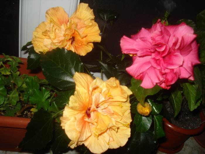 DSC01065 - HIBISCUS 2011