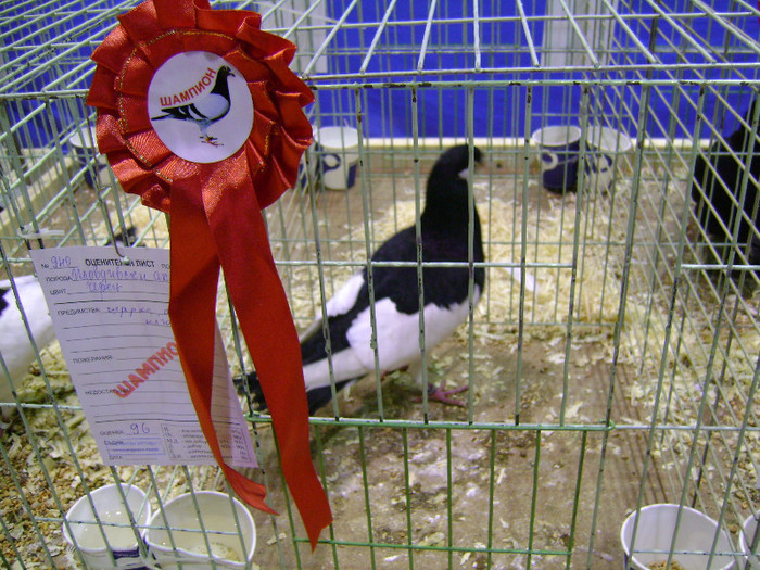 DSC06597 - Expo targ Veliko Tarnovo Bulgaria 19 noiembrie 2011