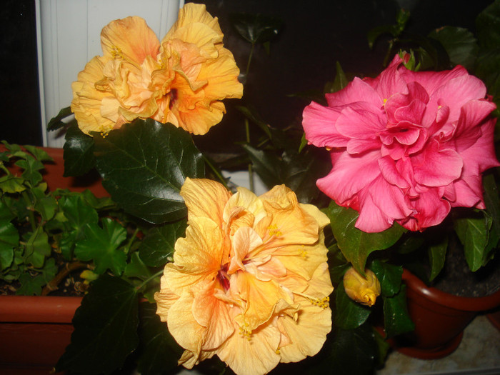 DSC01066 - HIBISCUS 2011