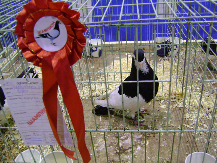 DSC06598 - Expo targ Veliko Tarnovo Bulgaria 19 noiembrie 2011