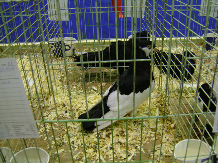 DSC06599 - Expo targ Veliko Tarnovo Bulgaria 19 noiembrie 2011