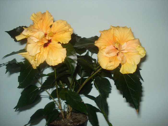 DSC01040 - HIBISCUS 2011