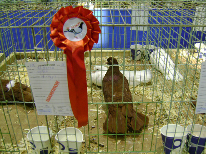 DSC06606 - Expo targ Veliko Tarnovo Bulgaria 19 noiembrie 2011