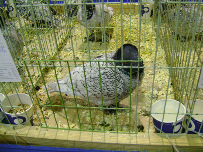 DSC06694 - Expo targ Veliko Tarnovo Bulgaria 19 noiembrie 2011