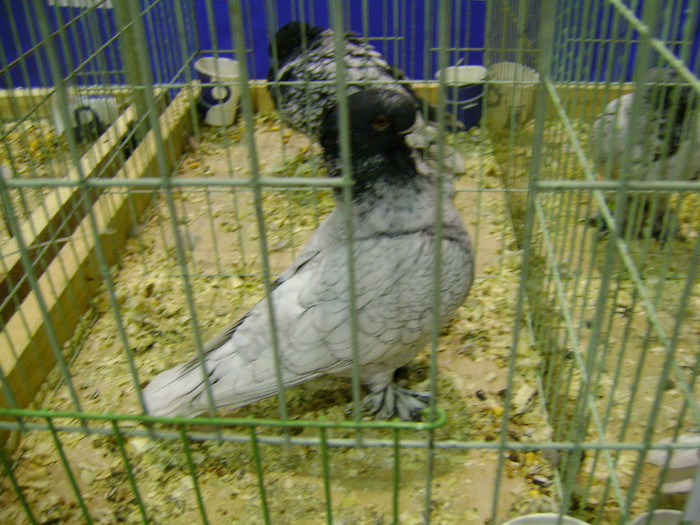 DSC06696 - Expo targ Veliko Tarnovo Bulgaria 19 noiembrie 2011