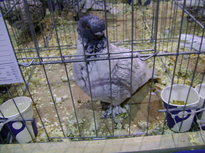 DSC06698 - Expo targ Veliko Tarnovo Bulgaria 19 noiembrie 2011