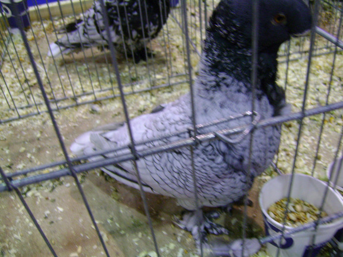 DSC06699 - Expo targ Veliko Tarnovo Bulgaria 19 noiembrie 2011