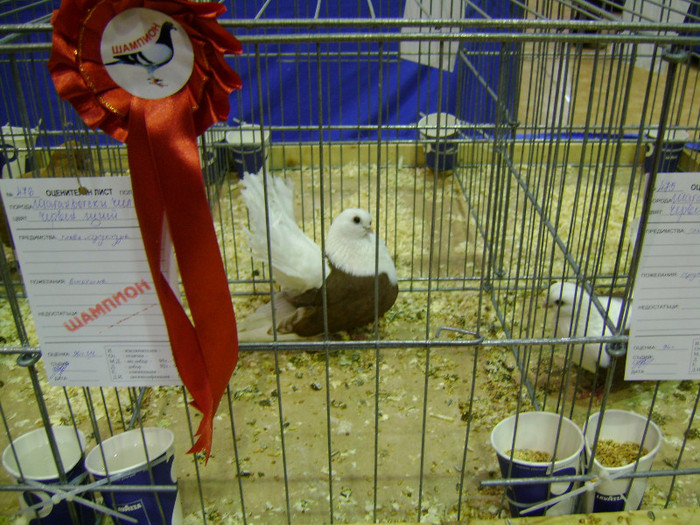 DSC06751 - Expo targ Veliko Tarnovo Bulgaria 19 noiembrie 2011