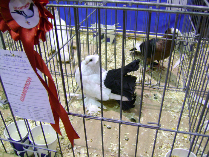 DSC06756 - Expo targ Veliko Tarnovo Bulgaria 19 noiembrie 2011