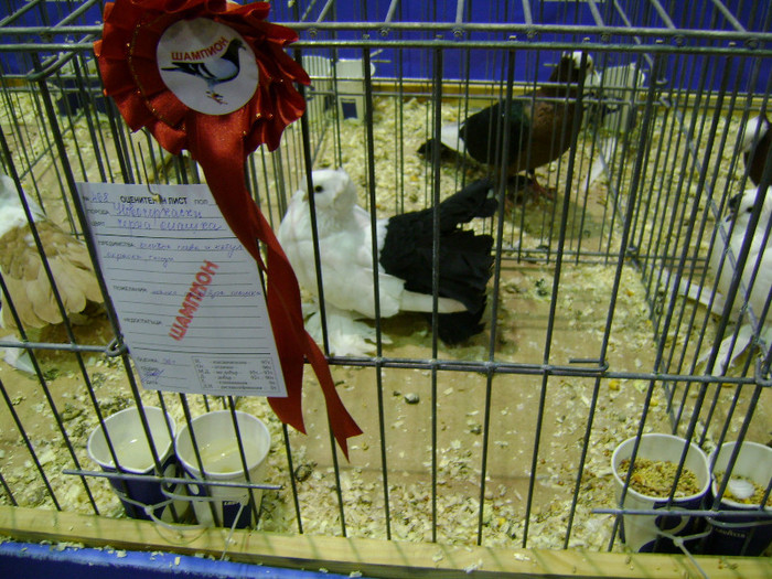 DSC06757 - Expo targ Veliko Tarnovo Bulgaria 19 noiembrie 2011