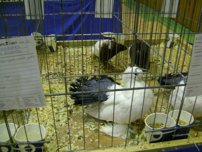 DSC06761 - Expo targ Veliko Tarnovo Bulgaria 19 noiembrie 2011