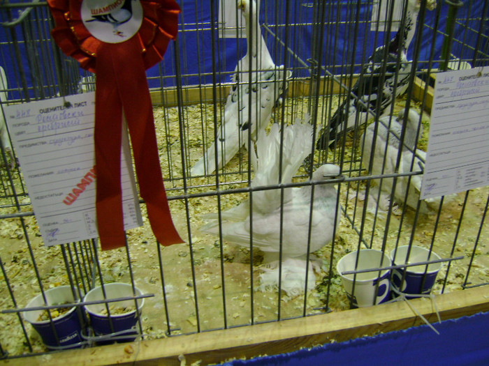 DSC06769 - Expo targ Veliko Tarnovo Bulgaria 19 noiembrie 2011