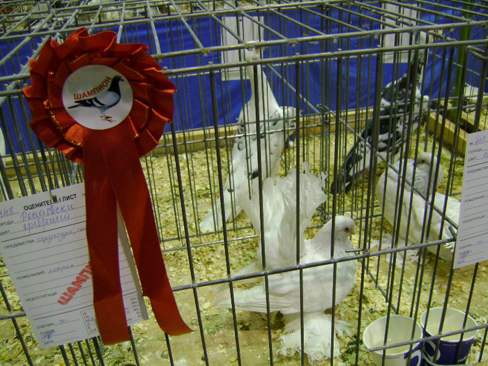 DSC06770 - Expo targ Veliko Tarnovo Bulgaria 19 noiembrie 2011