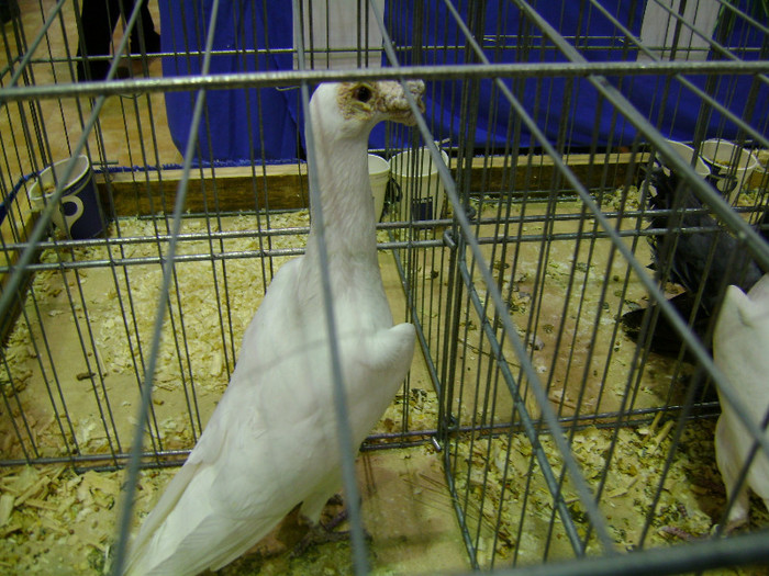 DSC06785 - Expo targ Veliko Tarnovo Bulgaria 19 noiembrie 2011