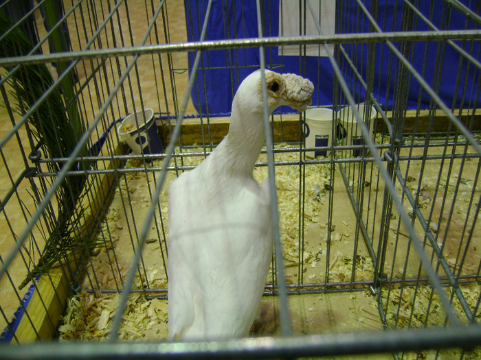DSC06786 - Expo targ Veliko Tarnovo Bulgaria 19 noiembrie 2011