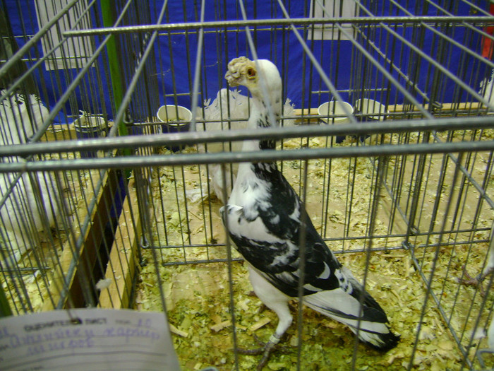 DSC06791 - Expo targ Veliko Tarnovo Bulgaria 19 noiembrie 2011